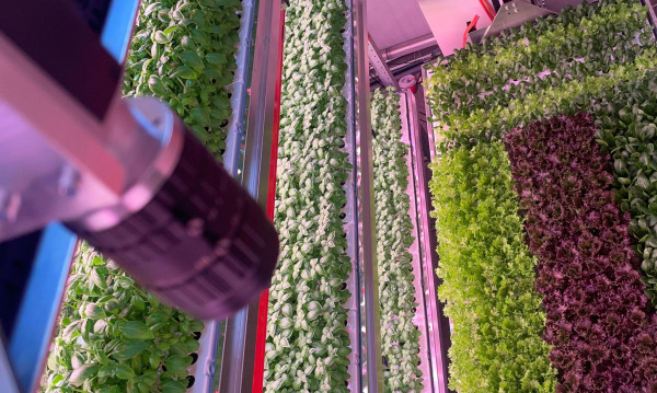 Lean Vertical Farming